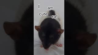 #animal #funny #mouse #rat #cute #cutemouse #ratstyle #mouserat #мэни #meme #anime #tiktok