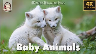 赤ちゃん動物 - 若い動物の愛らしい瞬間 4K(60FPS) - 8 時間のリラックス音楽 ♫