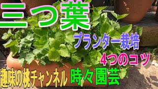 【三つ葉】プランター栽培　4つのコツ　23/4/30