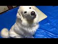 ご飯が豪華でテンション爆上がりの グレートピレニーズ【ルーナ日記】 greatpyrenees pyreneanmountaindog