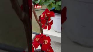 #샬롬정원 #홍천초 #은혜화훼판매장