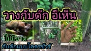 ดักอีเห็น ป่ากล้วย ดักแบบนี้โคตรชัวร์ [ Set a civet trap, very sure. ]