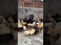 500 baby chicks with 1 seal hen