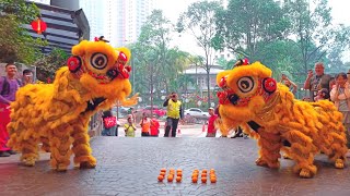 Traditional Lion Dance 2025