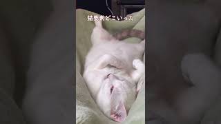 おじさんみたいな寝言を言う弟猫