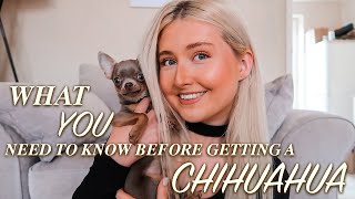 WHAT YOU NEED TO KNOW BEFORE GETTING A CHIHUAHUA