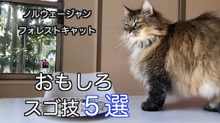 猫のおもしろスゴ技動画5選【ノルウェージャンフォレストキャット５匹と暮らす我が家】