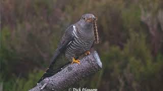 Cuachag Nan Craobh ( Cuckoo in the Grove )