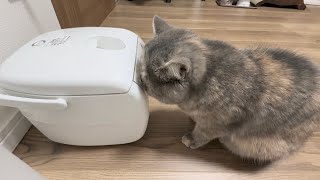 炊飯器の前でご飯が炊けるのを待つ猫ほこり