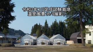 令和2年ユリ促成試験栽培温室風景（6月9日撮影）