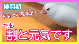 【文鳥3歳1か月⑤】【換羽期】しっぽがちょっと…な換羽期でも朝は割と元気です 走ってキャルルル~♪3代目文鳥ピーちゃん 癒し系動物 Java sparrow