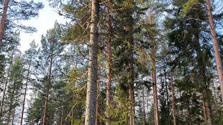 Lavskrika | Perisoreus infaustus | Siberian Jay (film 1) - Kittan, Jädraås, 2020-11-22