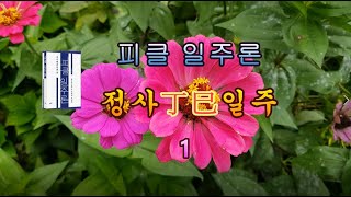 [피클일주론] 59-1 정사丁巳일주 1 - 피클의 행복한 명리