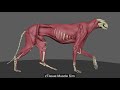 ziva vfx cheetah fem simulation