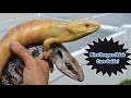 What you SHOULD know BEFORE getting a Blue Tongue Skink! INSANE COLORS!