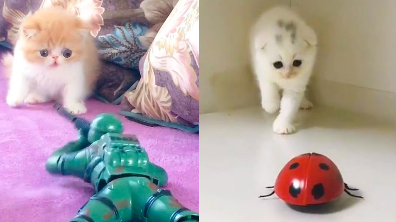 Cat Reaction To Playing Toy - Funny Cat Toy Reaction Compilation - YouTube