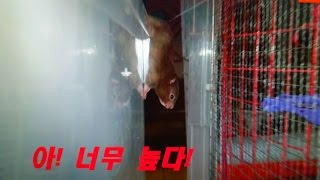 [햄스터]114탄.The Escape of baby hamster.세이블 아기의 탈출!