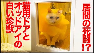 オッドアイの白い珍獣、猫用ドアと死闘を演じる the odd-eye cat and The cat's door