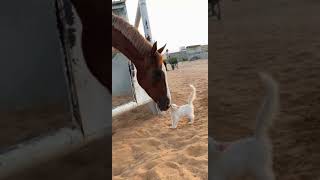 Walk please🥰❤️ have you ever done a vet-check with a horse #mycrazyskewbald #myhorseedits #vetcheck