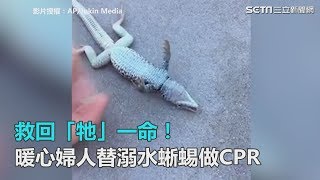 救回「牠」一命！　暖心婦人替溺水蜥蜴做CPR  ｜三立新聞網SETN.com