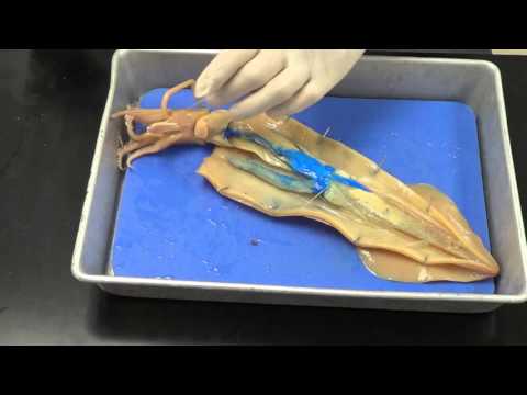 Squid dissection Squid dissection