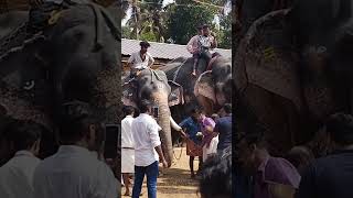 (ആനയൂട്ട് )Aanauttu at Thazhuthala Ganapathy Temple #shortfeed #shorts #festival #elephant