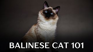 Balinese Cat 101 - Everything You Need to Know