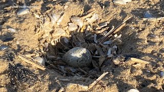 Piping plover nest, egg found along Chicago shoreline