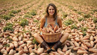 Growing sweet potatoes - Harvesting MILLIONS of tons of Sweet Potatoes | Agricultural technology