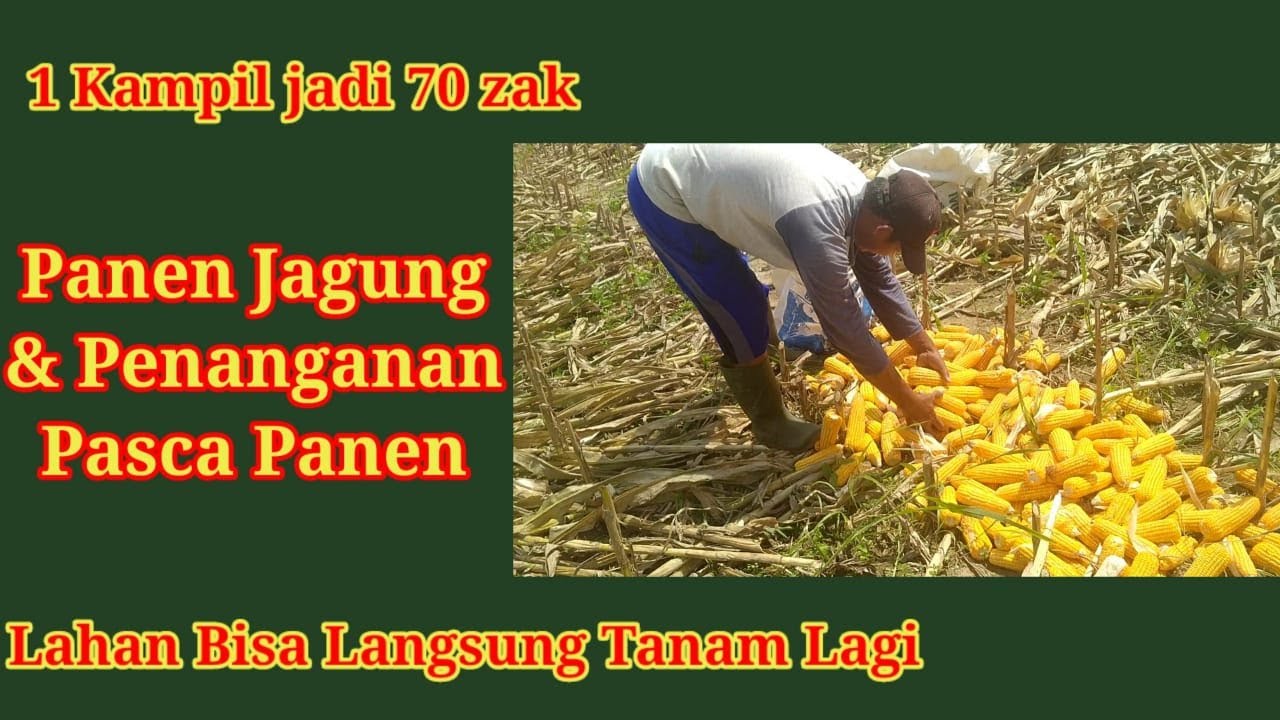 Proses Panen Dan Pasca Panen Jagung Agar Lahan Bisa Langsung Tanam Lagi ...