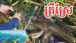 លបដាក់ត្រី / ប្រឹស១០០ / លបត្រីឆ្លូញ