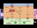 dangers of mixing carbs and fat randle cycle discussion bart kay