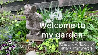 植えたのを忘れても毎年咲いてくれる丈夫で可愛い春咲き球根♫厳選してお迎えした花苗/日々の暮らし/ターシャの庭/ガーデニングvlog