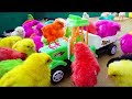 Rainbow Chick Hatches! Adorable Baby Hen is a Burst of Color