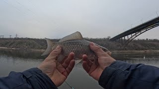 Ловлю карасів у Запоріжжі. Карасі на махову вудку. Є карасі біля арочного.