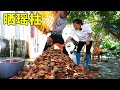 With hundreds of catties of fresh scallops to dry the scallops  the whole process is too complicate