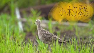 小杓鷸 Little Curlew