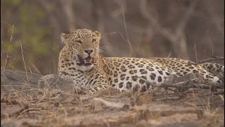 Panna Leopard