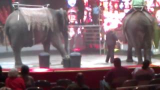 Circus Elephants Gone Wild