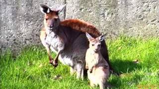 Cute Baby Kangaroo at Brookfield Zoo