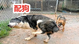 德牧配狗中亚牧羊犬，德牧中途逃跑，猛犬搭配意外不断