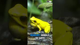 5 Deadliest Animals on Earth You Should Avoid!