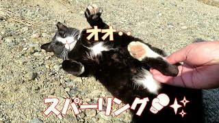 【ワレニャン】河原で鳥の巣に突進する猫とスパーリング Sparring with cat rushing towards bird's nest on a riverbank