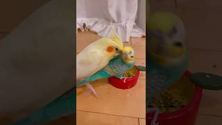 互いに一歩も譲らない大バトル！セキセイインコ♂VSオカメインコ♀