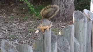 Squirrel Wagging His Tail