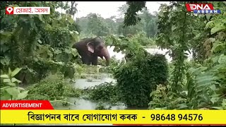 বানপানীৰ মাজত আবদ্ধ হাতী