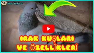 🆕️ Irak güvercinleri ve 👉 Fiziksel özellikleri