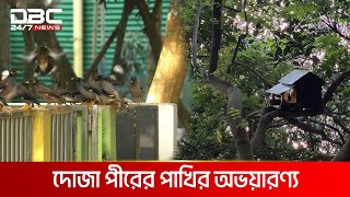 শেরপুর পীরের দরবার শরিফ যেন পাখিদের অভয়ারণ্য | DBC NEWS