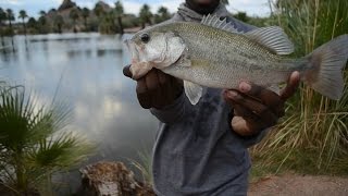 Finally Caught One and Snagging a Giant Carp?