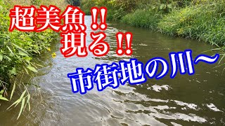 市街地の川で魚とりしたら超格好いい魚が捕れた話【ガサガサ】